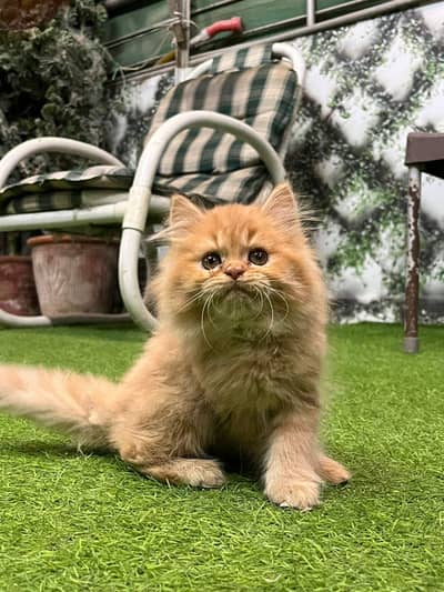 Persian semi punch/punch face kittens