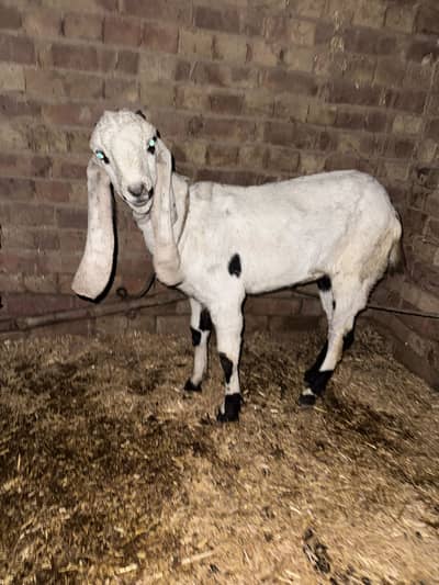 Pure Desi breed beautiful female goat