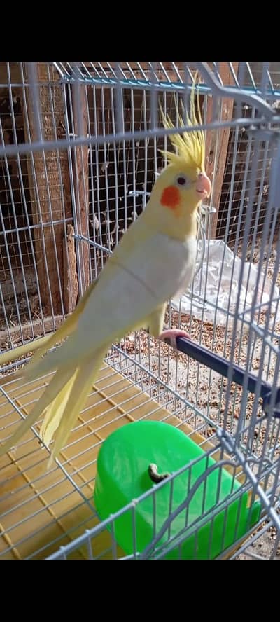 cocktail breeder pair with egg laying strat