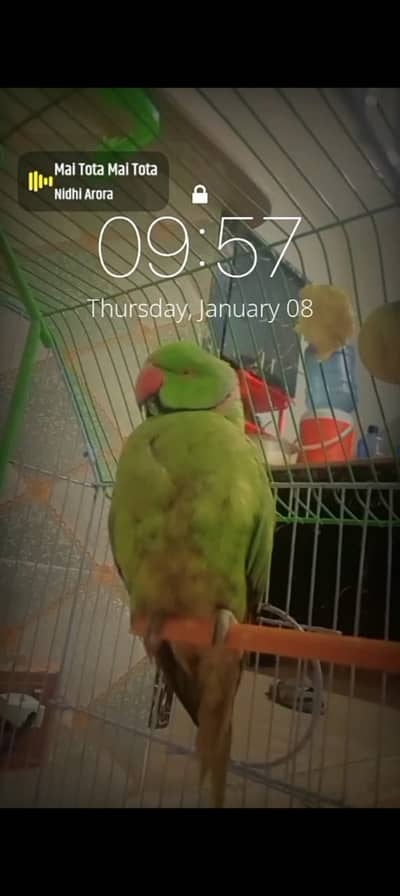 Ring neck male for sale WhatsApp number 03130204667