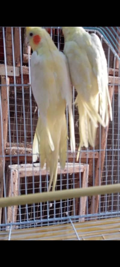 cocktail breeder pair with egg laying strat home pair