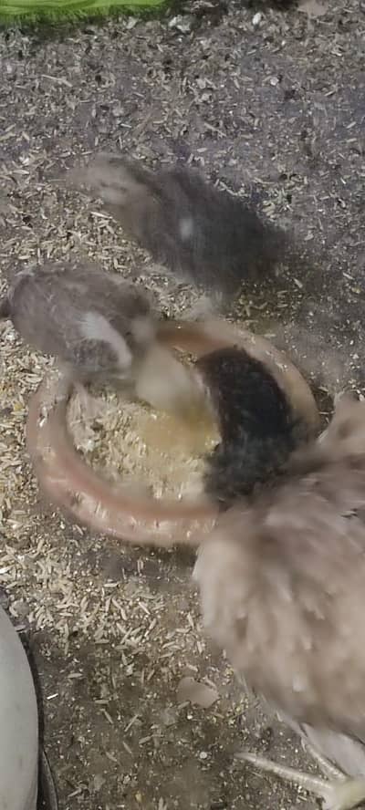 aseel female sath me 2 seel chiks hain