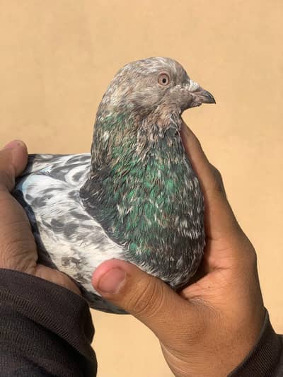 ferozpur or lakha pair