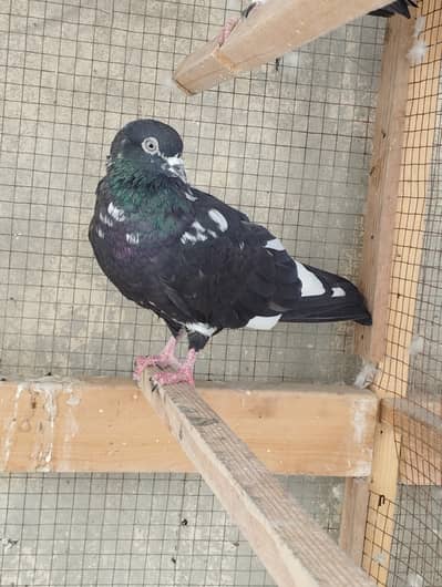 Rampuri, Chapra, Motion waly.