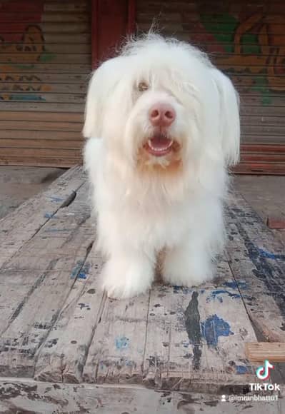 cotton tuiuliar  American