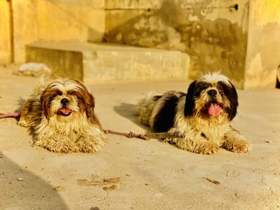 Shetzu pair urgent sale