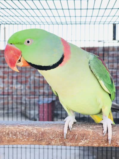 Raw hand tame and talk tive male available for sale