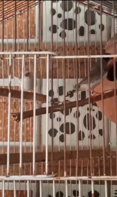 finches 1 breadar pair for sale