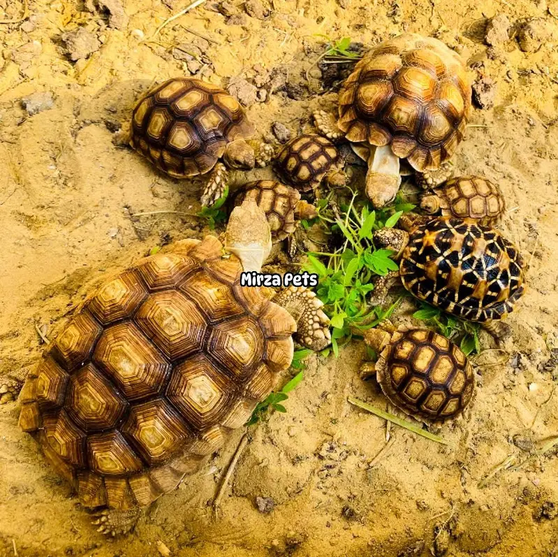 Sulcata Tortoises — photo 4