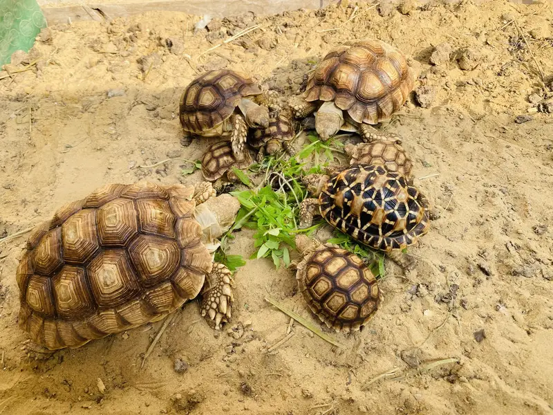 Sulcata Tortoises — photo 5