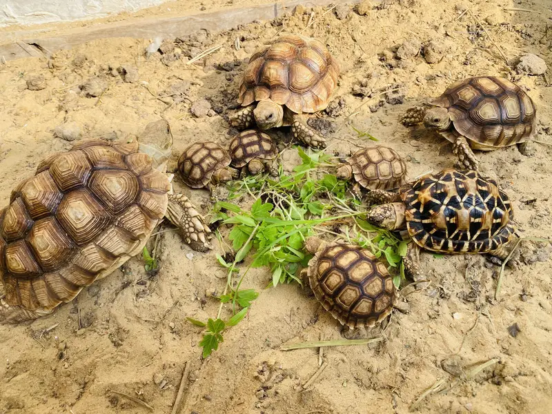 Sulcata Tortoises — photo 6