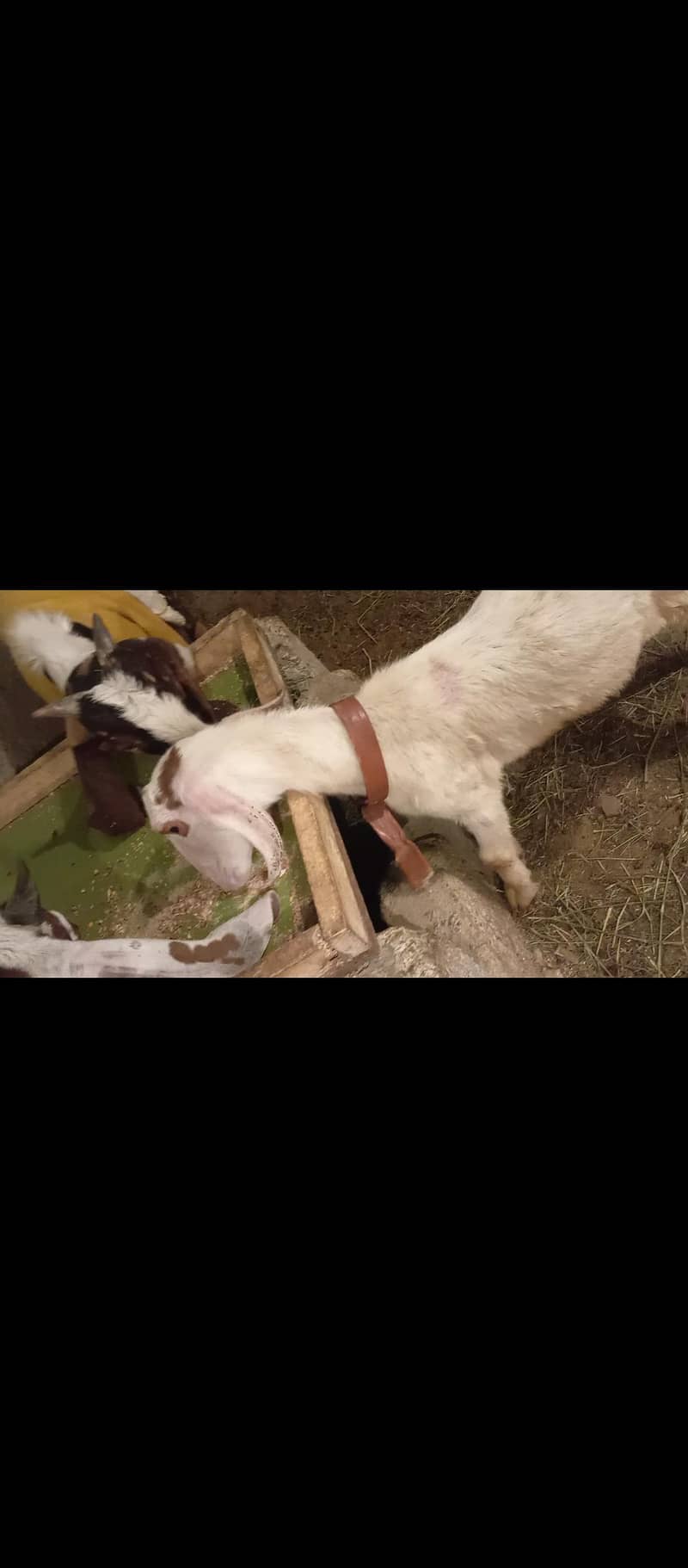 bakra 0