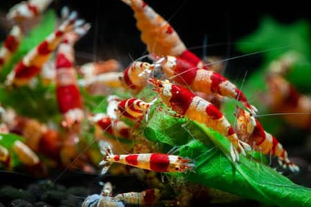 Guppy Fry's Shrimps Galaxy rasbora