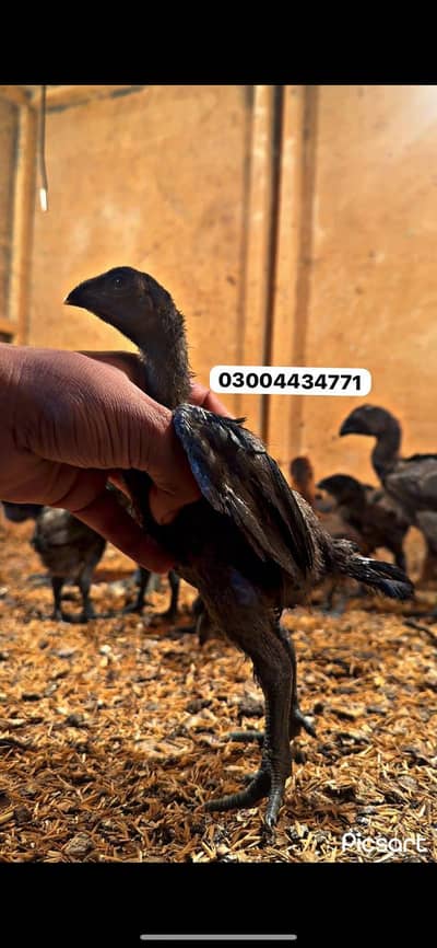 Dragon Chicks 03004434771