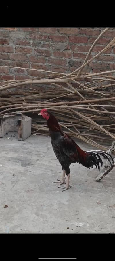 payor Aseel      1 Male 3Feemal