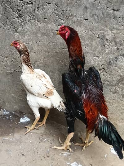 King size Shamo jora