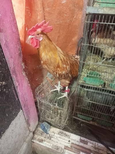 Desi Breader Murga/ Guinea Fawl / Misri Egg Laying