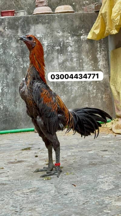 Blue Dragon 03004434771