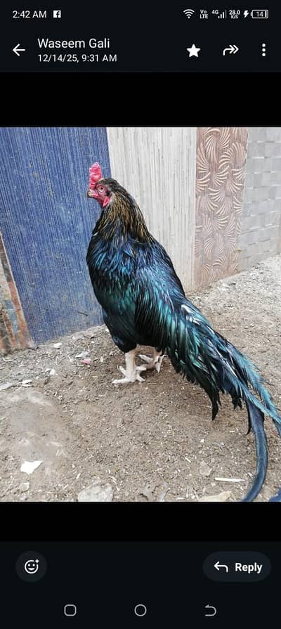 mianwali amroha aseel breeder