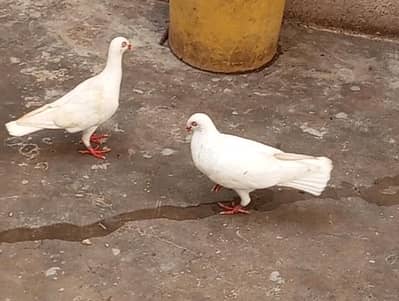 Danish Tiger & White young and breeder pair for sale healthy nd Active