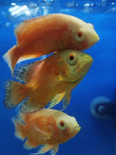 chill oscer available