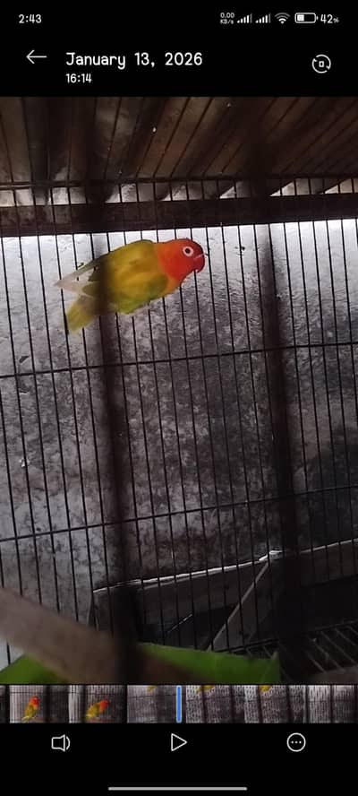 yellow fisher 1 peice