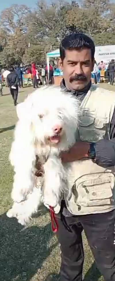 American cotton tuiuliar