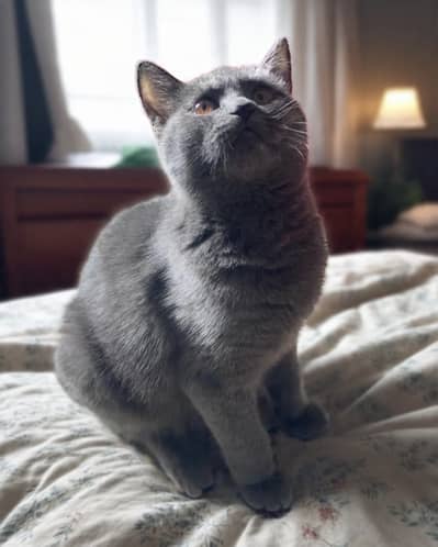 British Short Hair Female Cat