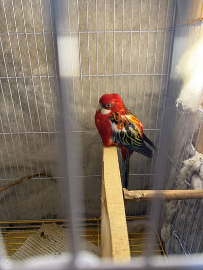 Semi tamed rosella male for sale age 3 years