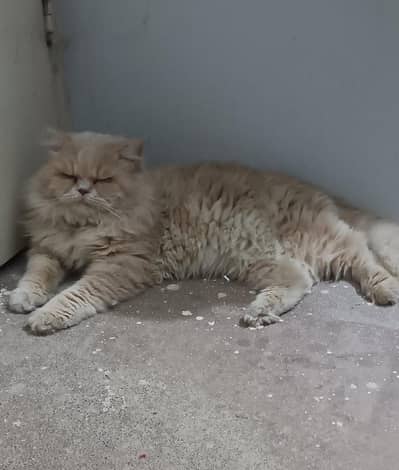 Breeder male Avalabile for meating Purpose Triple Coated