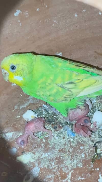 Bajri pairs with chicks