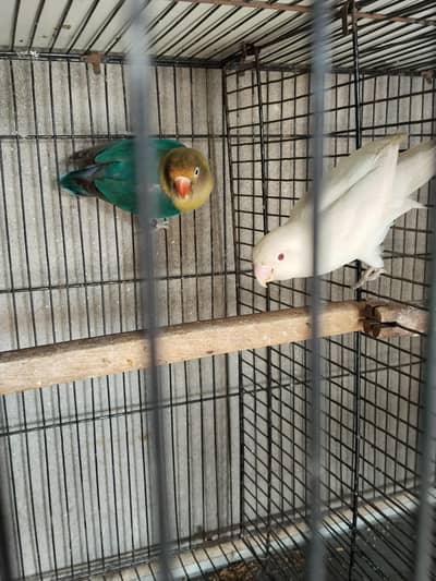 love bird bredr pair for sale