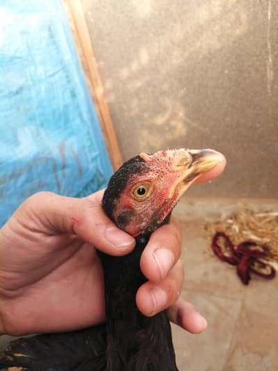 Cage /pinjra/thai aseel pair /brooder /heater /dasi hen