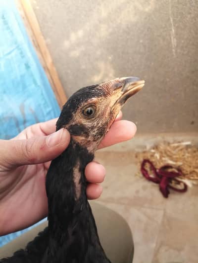 Cage /pinjra/thai aseel pair /brooder /heater /dasi hen