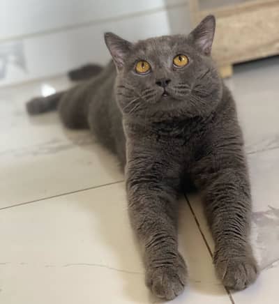 British Shorthair
