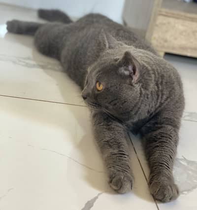 British Shorthair