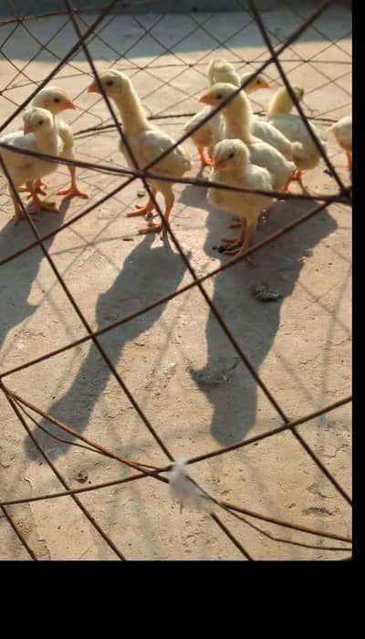 aseel shaamo white chicks