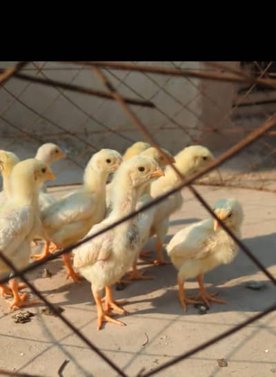 aseel shaamo white chicks