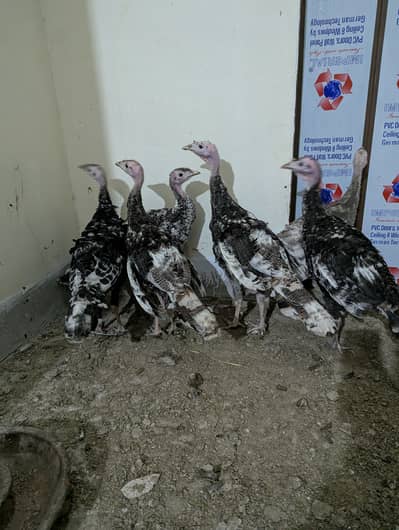 Turkey Bird For Sale