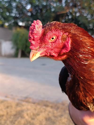 Aseel best quality home breed Murghay Murghiyan aur choozay