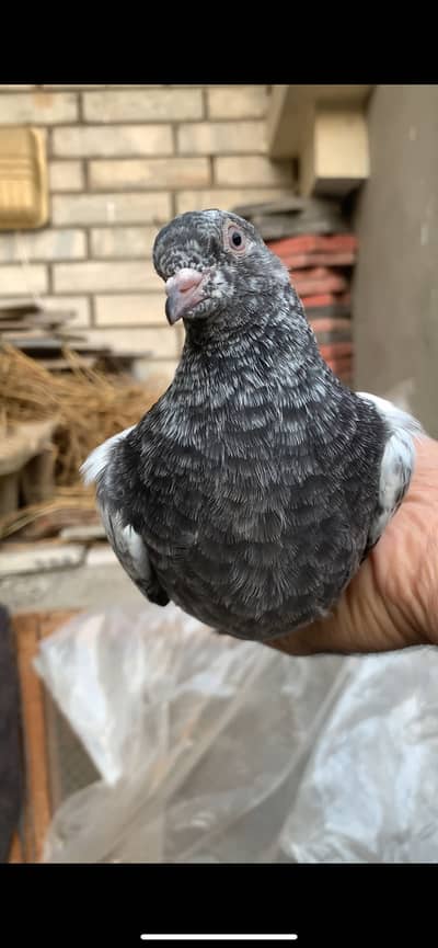 Teddy, Chapray, Cheenay Pathay Pathiyan avb