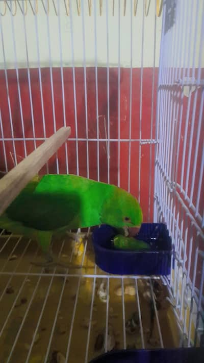Green parrot for  Sale nail tail fly okk 10/10
