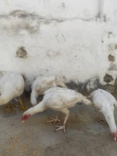 aseel madi bacho Kai sath with chicks