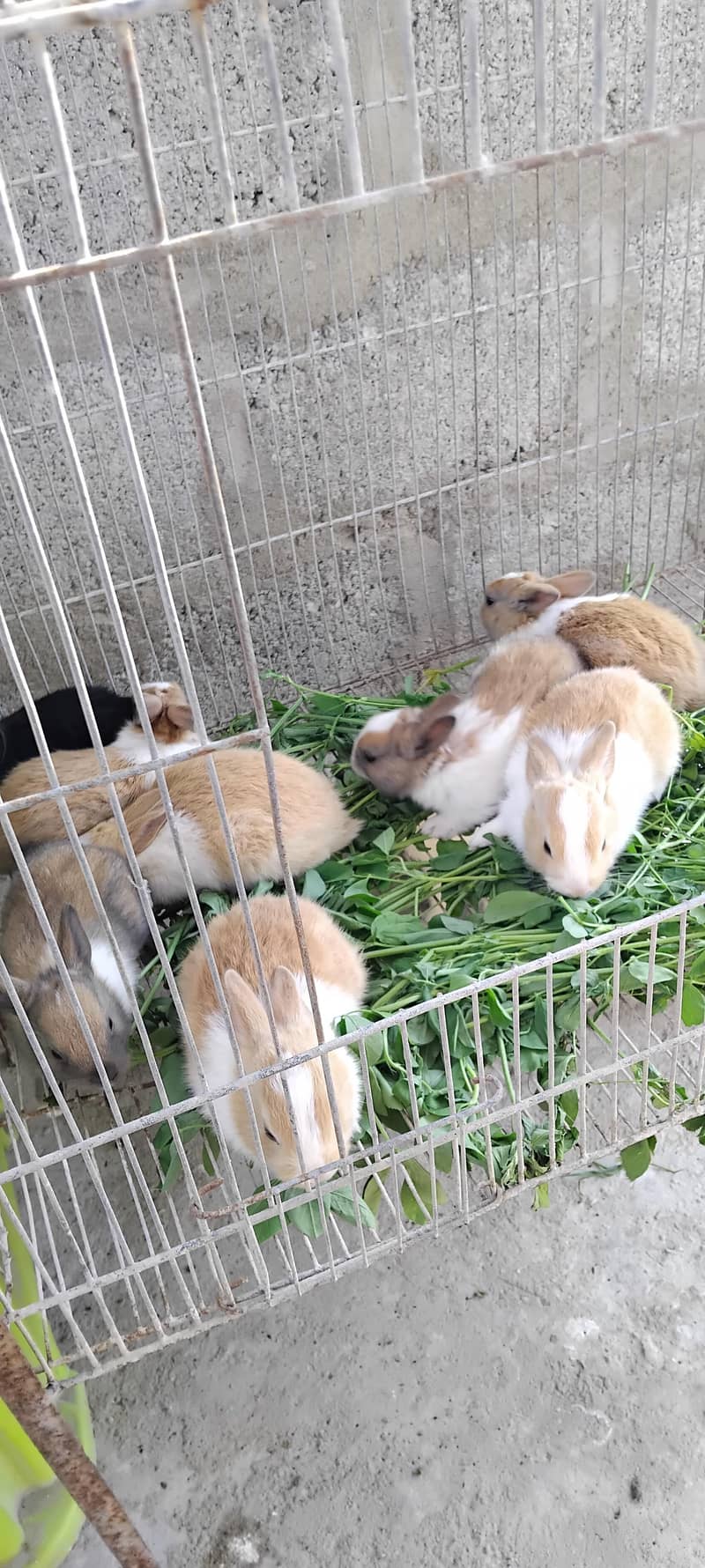 Rabbit Baby - Rabbits - 1110384820