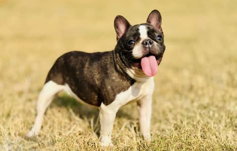 French bull dog female