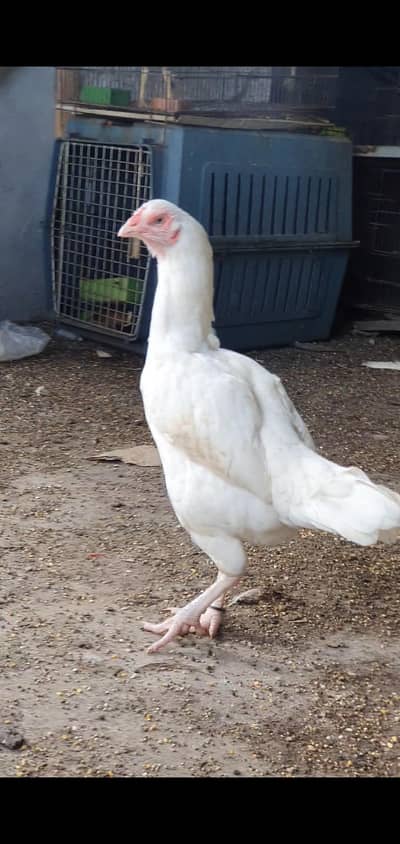 white heera aseel eggs     03495536584