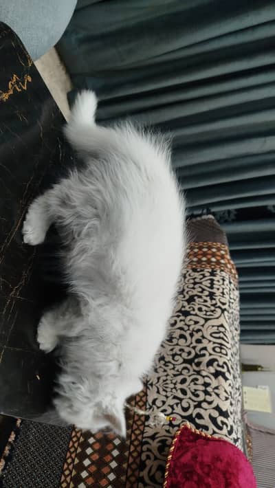 Pure with with small age and with reason abli prise