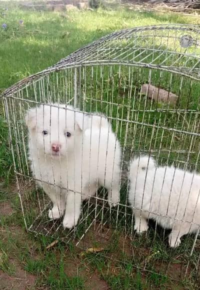 Russian puppy Dogs for sale 2 month age Whatsapp no 03246107725