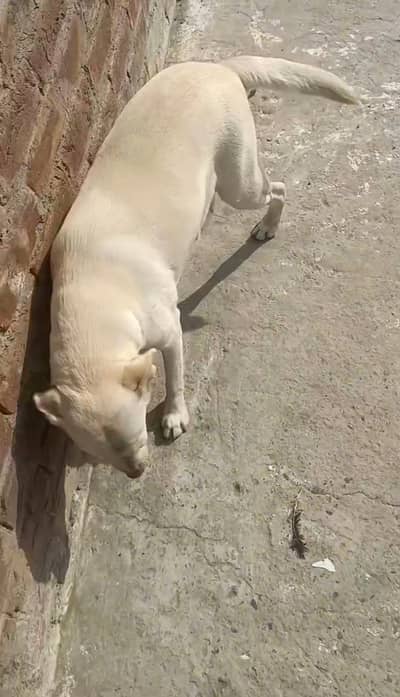 Family Dogs.  WhatsApp number 03067907960