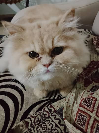 triple coat Persian